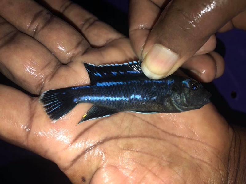 Pseudotropheus johannii 'Metangula'